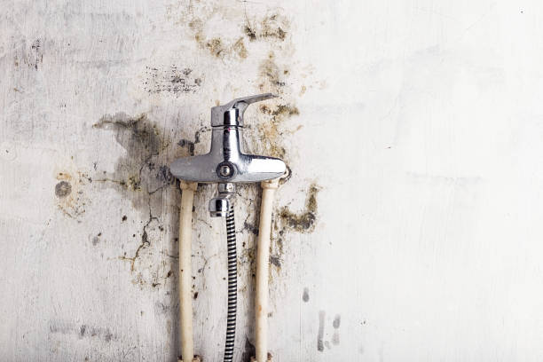 Best Mold Removal Specialists  in Alpine, CA