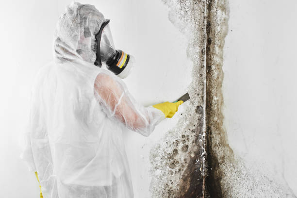 Best Crawl Space Mold Removal  in Alpine, CA