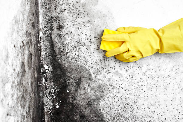 Best Residential Mold Removal  in Alpine, CA