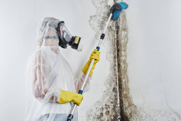 Best Attic Mold Removal  in Alpine, CA