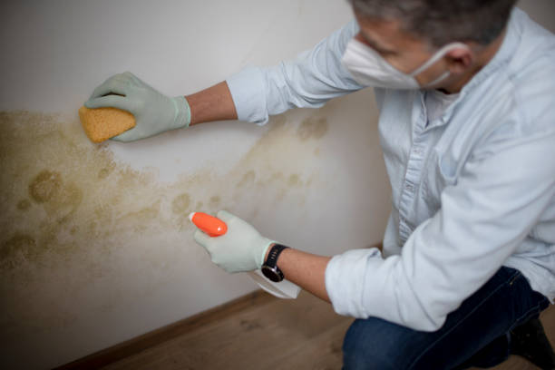 Best Fast Mold Removal  in Alpine, CA
