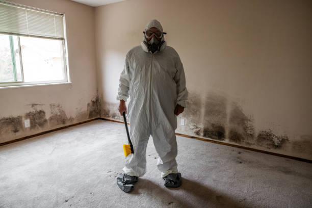 Office Mold Removal Services in Alpine, CA