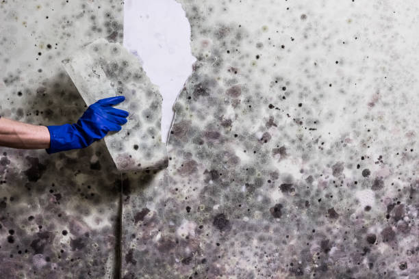 Best Crawl Space Mold Removal  in Alpine, CA